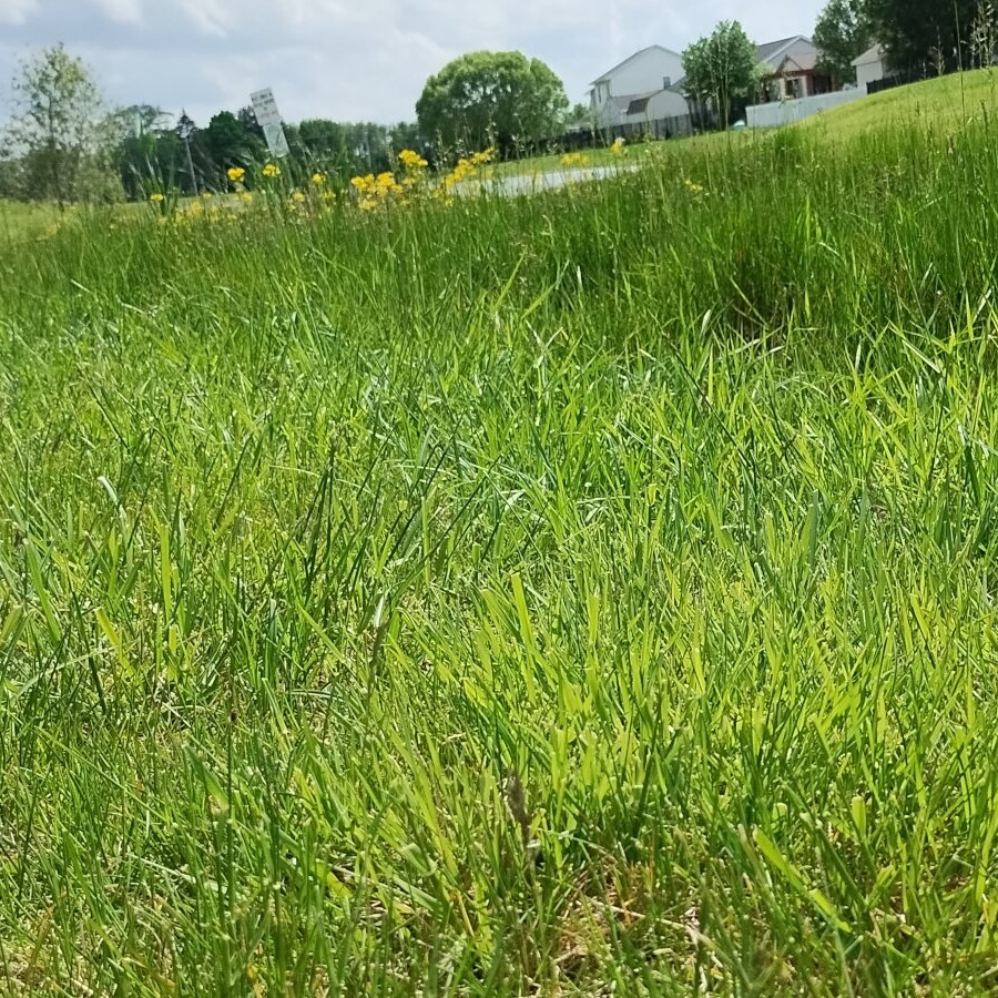 crestlake_banner_02_900x900